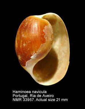 Haminoea navicula.jpg - Haminoea navicula(da Costa,1778)